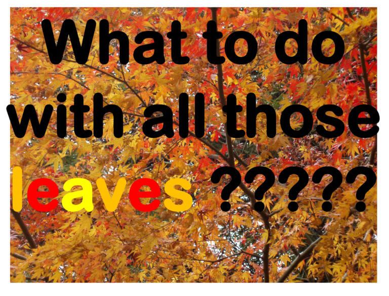 what to do with all those leaves